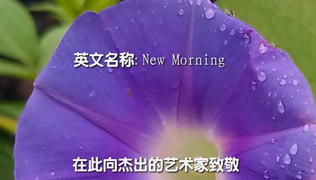 学习养蜂 好看视频 学习养蜂 好看视频