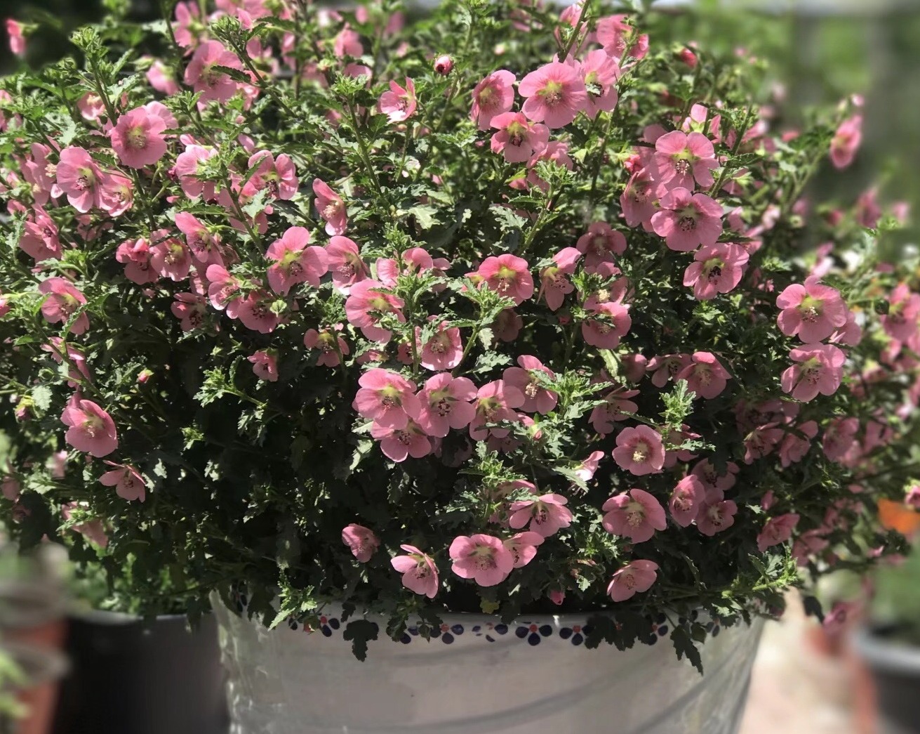 月季繁殖方法——扦插,哪种土壤更合适,哪种方法更容易成活