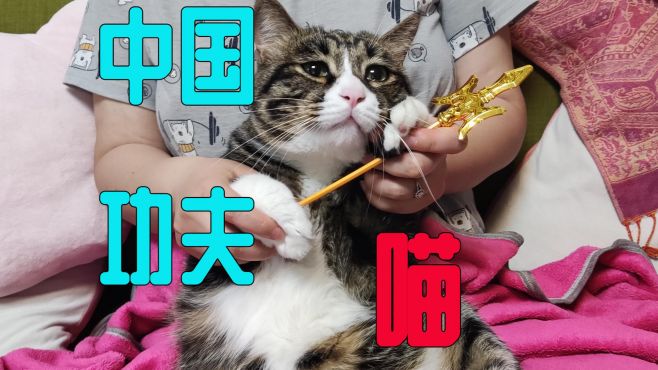 [图][蓓磊猫]中国功夫喵