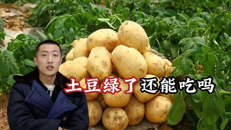 土豆变绿到底能不能吃?看完你就明白了