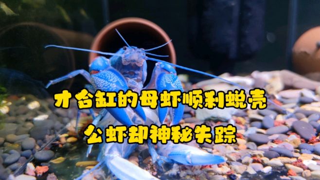 [图]才合缸几天的大母虾顺利蜕壳，黑玉天空却神秘失踪。