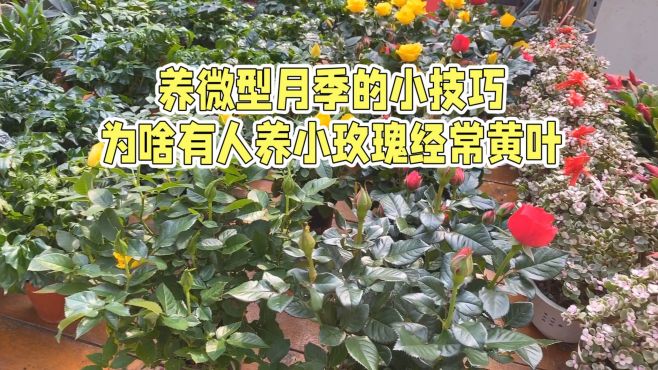 [图]养微型月季的小技巧 为啥有人养小玫瑰经常黄叶