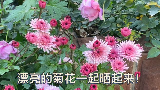 [图]菊花开放的季节，一起来晒晒漂亮的菊花。