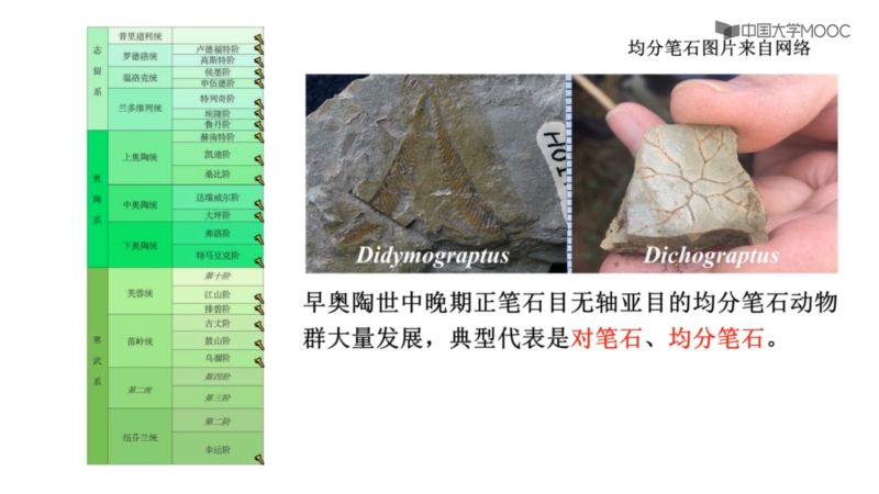 地史学_早古生代的地史_早古生代代表性化石_科普视频,科学,生命科学,好看视频