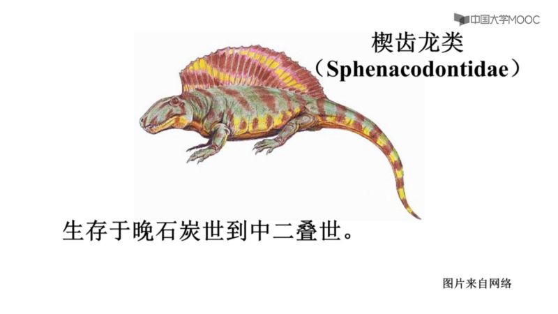地史学_晚古生代的地史_晚古生代爬行动物起源和演化_科普视频,科学,生命科学,好看视频