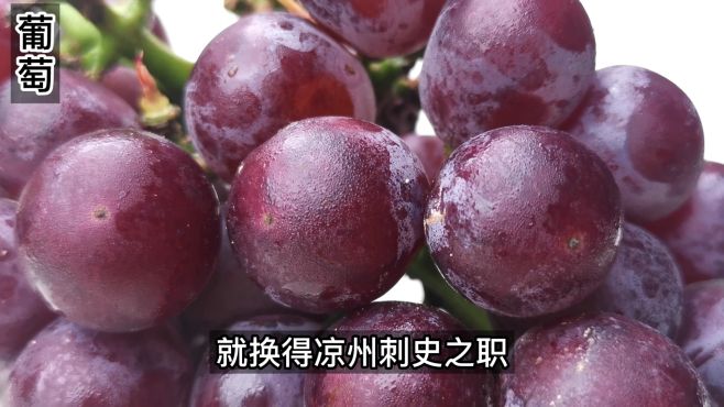 [图]葡萄在古代称蒲桃，《诗经》中就有野葡萄的记载了，称为“葛藟”