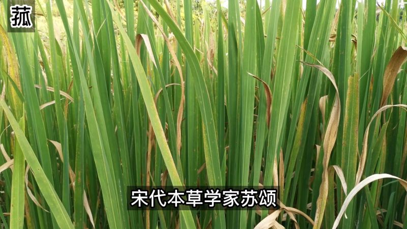 这种植物叫菰,菰米在周代就是“六谷”之一,它的嫩茎就是茭白,自然,植物,好看视频