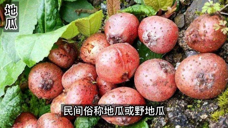 六月六，地瓜熟。地果味道香甜，数十米都能闻到香味，你吃过么,三农,农村户外,好看视频
