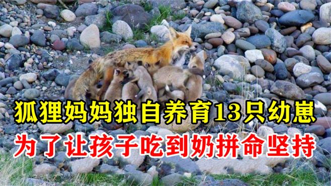 [图]狐狸妈妈独自养育13只幼崽，为了让狐狸宝宝都能吃到奶！拼命坚持