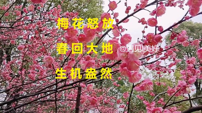 [图]梅花怒放 春回大地 生机盎然