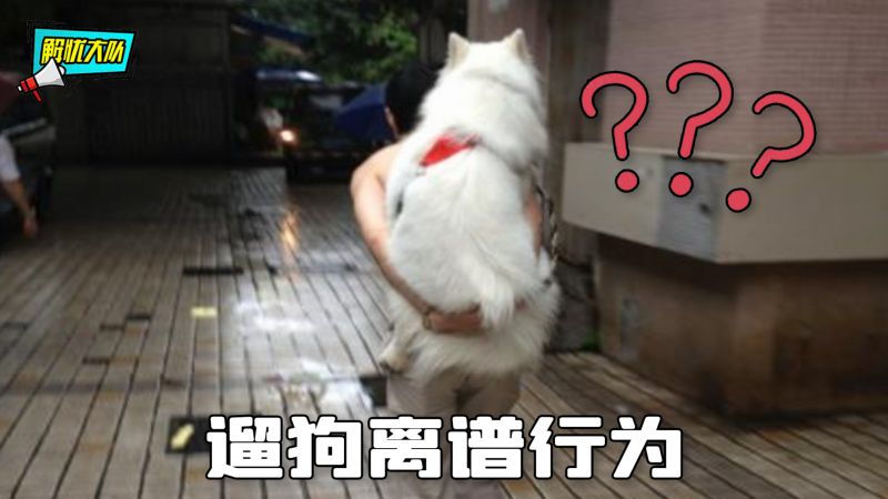 遛狗奇葩方式大赏，你们真的不要太离谱,宠物,狗,好看视频