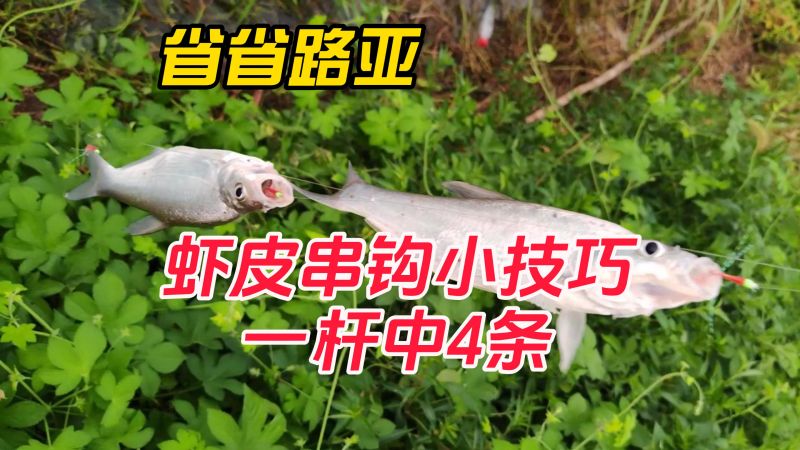 路亚:虾皮串钩使用小技巧,如何一杆中4条青稍鱼?,体育,钓鱼,好看视频
