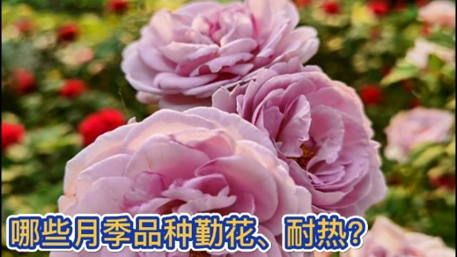 丁丁的水木年华 好看视频