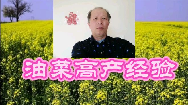 [图]油菜怎样种植产量高，老人说得很有道理真有经验，你也来听听