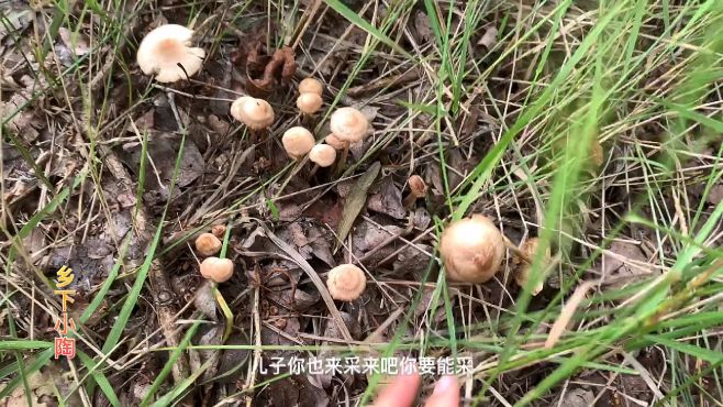 [图]雨后采蘑菇，看见草蘑就是一大片，采一筐不过瘾，又采了一方便袋！